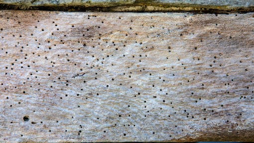 510 - woodwork Woodworm